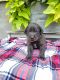 Other Puppies for sale in Clayton, WI 54004, USA. price: $400