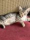 Other Cats for sale in San Antonio, TX 78222, USA. price: $20
