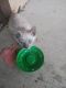 Other Cats for sale in 4460 W 6200 S, Kearns, UT 84118, USA. price: NA
