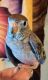 Other Birds for sale in Albany, NY, USA. price: $150
