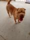 Other Puppies for sale in Henderson, NV 89014, USA. price: $3,000