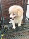 Other Puppies for sale in Auxvasse, MO 65231, USA. price: NA
