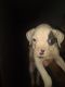 Other Puppies for sale in Morgantown, WV, USA. price: NA