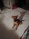 Other Puppies for sale in Inwood, WV, USA. price: NA