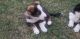 Other Puppies for sale in 3253 Cooper Rd, Marlette, MI 48453, USA. price: NA