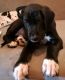 Other Puppies for sale in Wolfe City, TX 75496, USA. price: $500