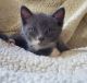 Other Cats for sale in Portland, OR 97233, USA. price: NA