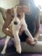 Other Puppies for sale in Phoenix, AZ 85006, USA. price: NA