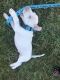 Other Puppies for sale in Greeley, CO, USA. price: $4,000