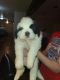 Other Puppies for sale in Altus, OK, USA. price: $2,000