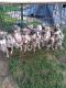 Other Puppies for sale in Redford Charter Twp, MI, USA. price: NA