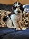 Other Puppies for sale in Kennesaw, GA 30144, USA. price: NA