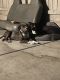 Other Puppies for sale in Fontana, CA, USA. price: $1,500