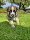 Other Puppies for sale in Corona, CA, USA. price: $1,400