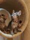 Other Cats for sale in Canyon Country, Santa Clarita, CA, USA. price: $75