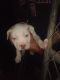 Other Puppies for sale in Taylorsville, NC 28681, USA. price: $250