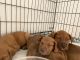 Other Puppies for sale in 13444 W Rhine Ln, Litchfield Park, AZ 85340, USA. price: NA