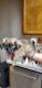 Other Puppies for sale in Redlands, CA, USA. price: $450