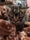 Other Cats for sale in 13993 SW 280th Terrace, Homestead, FL 33033, USA. price: NA
