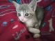 Other Cats for sale in San Antonio, TX, USA. price: $2,500