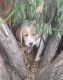 Other Puppies for sale in Fort Lupton, CO 80621, USA. price: NA