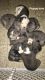 Other Puppies for sale in St. Louis, MO, USA. price: $300