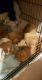 Other Puppies for sale in Alachua, FL, USA. price: NA