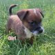 Other Puppies for sale in Exeter, CA 93221, USA. price: NA