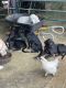 Other Puppies for sale in St David, AZ 85630, USA. price: NA