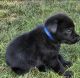 Other Puppies for sale in West Yarmouth, Yarmouth, MA 02673, USA. price: NA