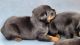 Other Puppies for sale in West Yarmouth, Yarmouth, MA 02673, USA. price: $850