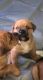 Other Puppies for sale in Lehigh Acres, FL, USA. price: NA