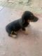 Other Puppies for sale in Pomona, CA, USA. price: $200
