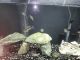 Other Fishes for sale in Madera, CA, USA. price: NA