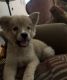 Other Puppies for sale in Las Vegas, NV, USA. price: $500