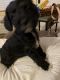 Other Puppies for sale in Port Orange, FL, USA. price: $500