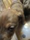 Other Puppies for sale in Decorah, IA 52101, USA. price: NA