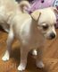 Other Puppies for sale in Westminster, CO, USA. price: $300
