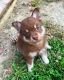Other Puppies for sale in Kettering, OH, USA. price: NA