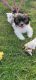 Other Puppies for sale in Grand Rapids, MI, USA. price: NA