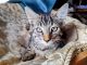 Other Cats for sale in Pinon Hills, CA, USA. price: $20