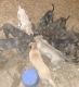 Other Puppies for sale in Dakota, IL 61018, USA. price: $200