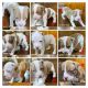 Other Puppies for sale in Richmond Heights, OH 44143, USA. price: NA