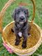 Other Puppies for sale in Port St. Lucie, FL 34953, USA. price: NA