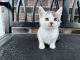 Other Cats for sale in Downers Grove, IL, USA. price: $200