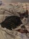 Other Cats for sale in Tullahoma, TN, USA. price: NA
