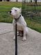 Other Puppies for sale in Raeford, NC 28376, USA. price: NA