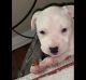 Other Puppies for sale in Corsicana, TX, USA. price: $300
