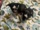 Other Puppies for sale in Milledgeville, GA, USA. price: $400