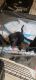 Other Puppies for sale in Hickory, NC, USA. price: NA